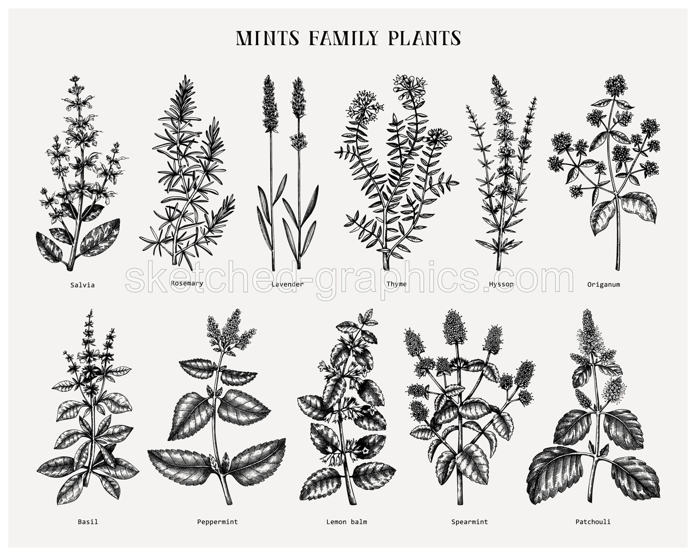 Mint family plants illustrations. Hand sketched aromatic and medicinal herbs set. Botanical design elements. herbal tea ingredients. Mints. Perfect for recipe, label, packaging.  Illustration